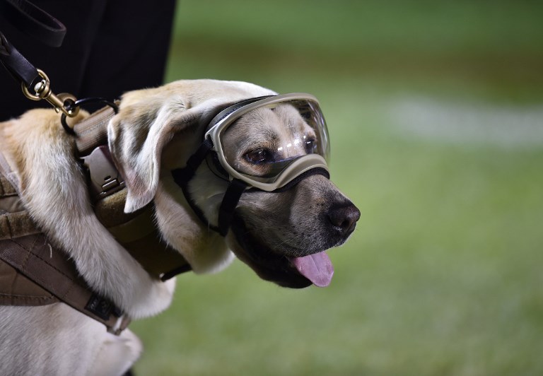 Frida, la perrita rescatista de la Marina | Fuente: AFP Frida, la perrita rescatista de la Marina, Frida, perros rescatistas del ejército, Fridamanía, terremoto en México, Un día con la Marina,