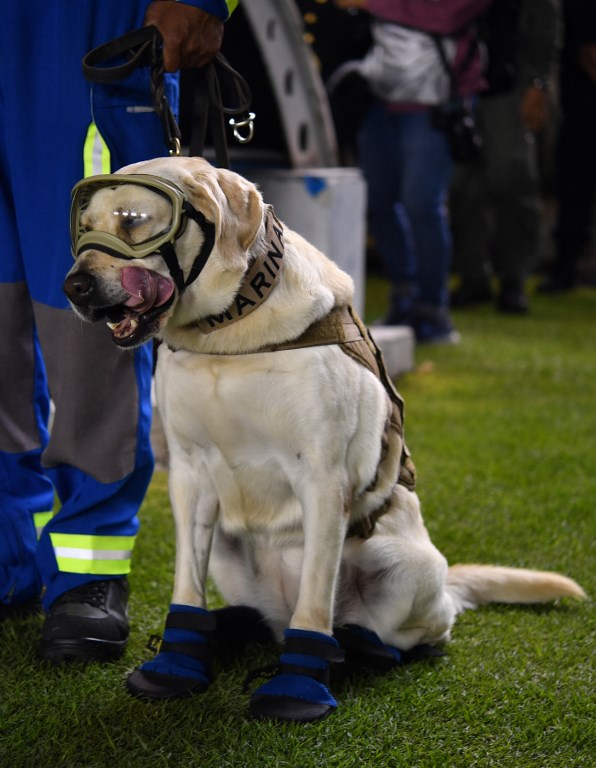 Frida, la perrita rescatista de la Marina | Fuente: AFP Frida, la perrita rescatista de la Marina, Frida, perros rescatistas del ejército, Fridamanía, terremoto en México, Un día con la Marina,