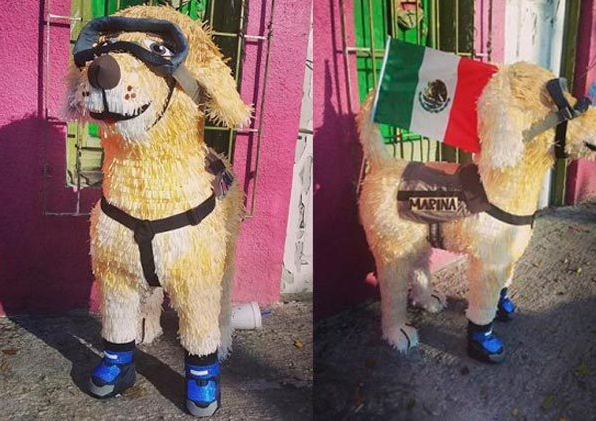 Por mucho, la perrita más querida de México | Fuente: Twitter Frida, la perrita rescatista de la Marina, Frida, perros rescatistas del ejército, Fridamanía, terremoto en México, Un día con la Marina,