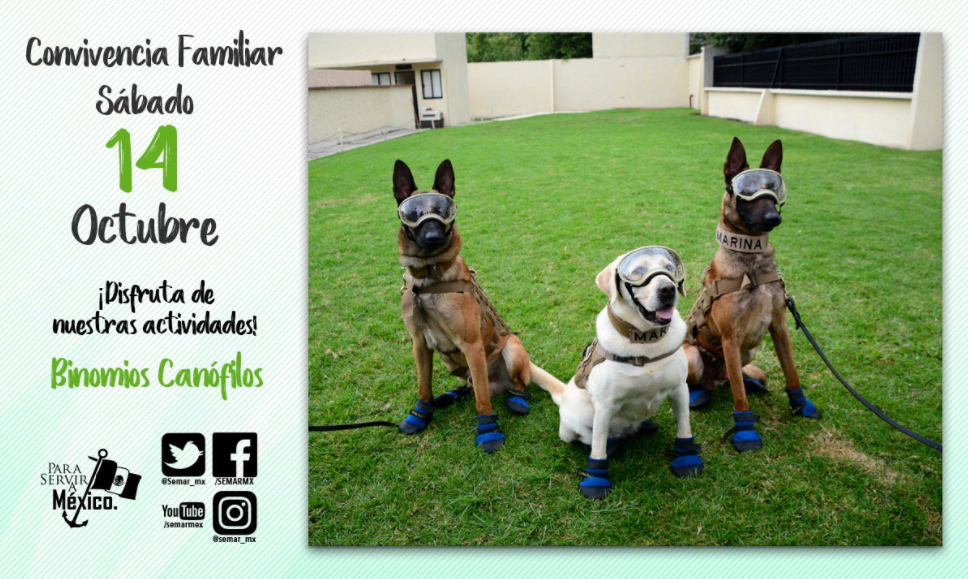 ''Un día con la Marina'' | Fuente: Twitter @SEMAR_mx Frida, la perrita rescatista de la Marina, Frida, perros rescatistas del ejército, Fridamanía, terremoto en México, Un día con la Marina,