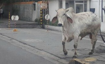 Toro suelto en Iztapalapa
