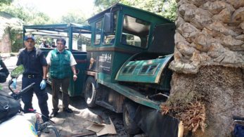 Tren verde choca contra palmera