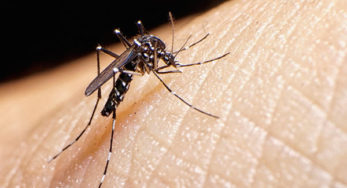 Mozquito del zika