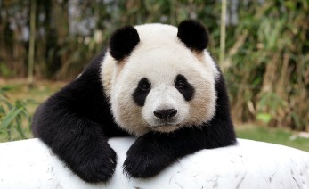 panda