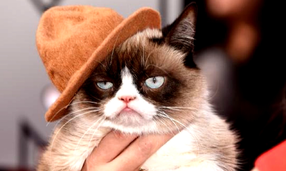 Grumpy Cat gana demanda millonaria