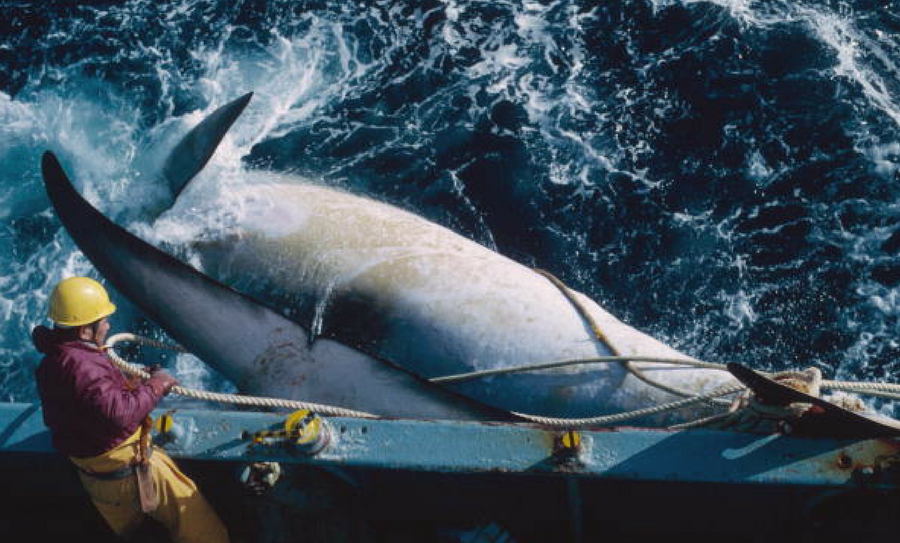 Japón seguirá con la caza de ballenas, Ballena, Japón caza de ballena