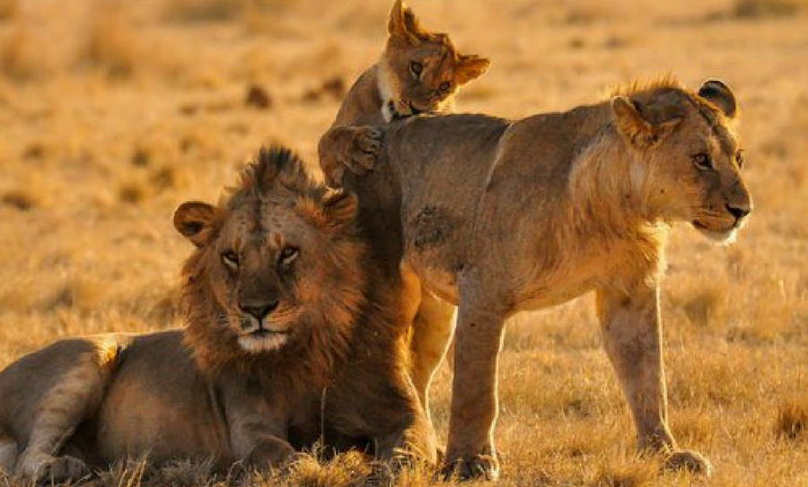 leones muertos en un parque nacional, leones en Uganda, Uganda