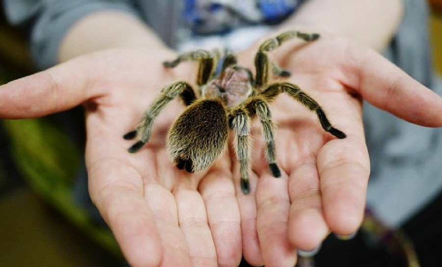 peligro de extinción, tarántulas están en peligro de extinción