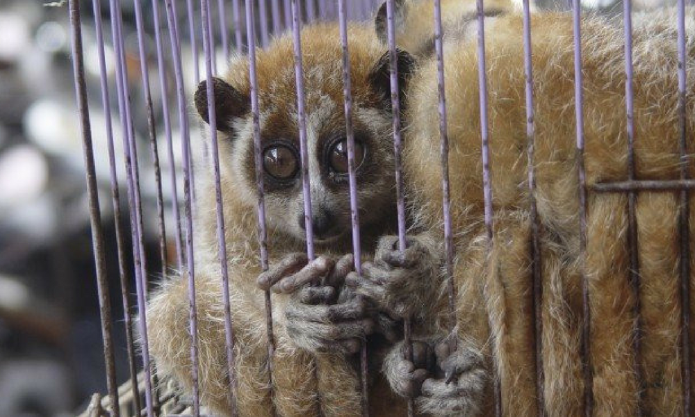 tráfico de animales, delincuencia, venta ilegal