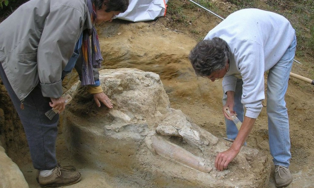 cráneo de mastodonte