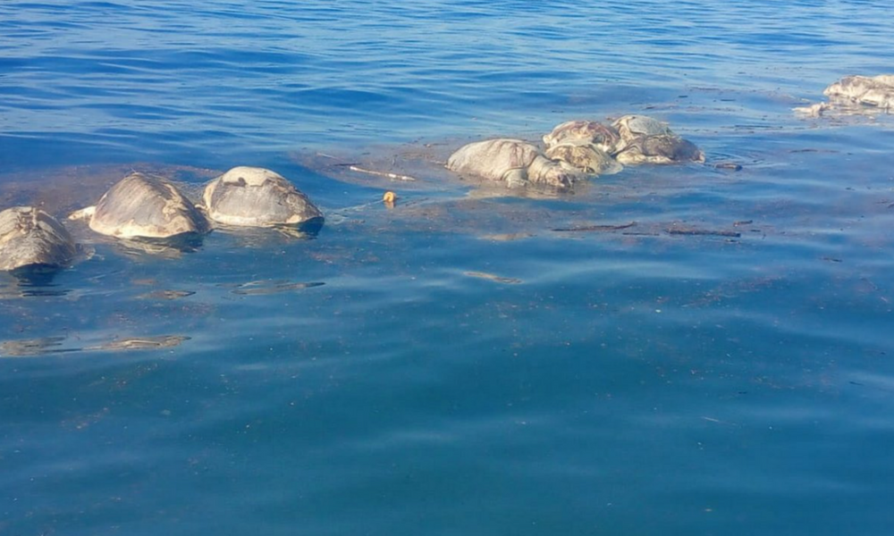 300 tortugas muertas