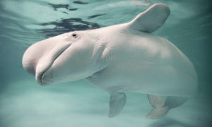 ballena beluga fue vista en río Támesis