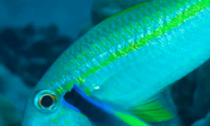 Peces color neón