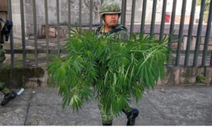 Marihuana en periférico