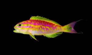 Peces color neón