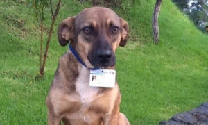 Perritos callejeros se convirtieron en policías