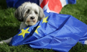 Perros protestan contra el Brexit-2