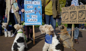 Perros protestan contra el Brexit
