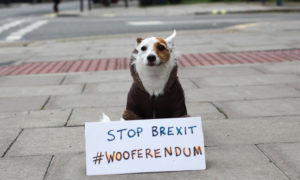 Perros protestan contra el Brexit