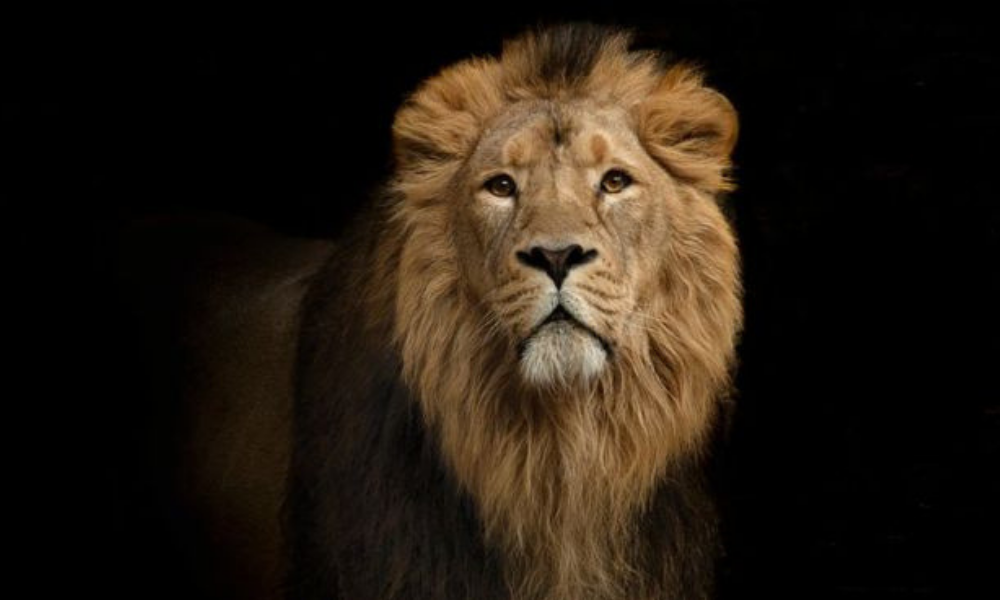 cría de leones para la caza