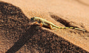 Mueren especies en el desierto de Atacama