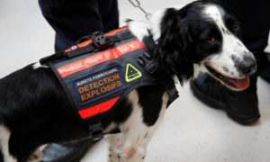 Perros robots podrían remplazar a canes rastreadores