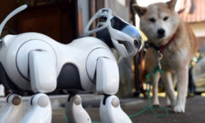 Perros robots podrían remplazar a canes rastreadores-3