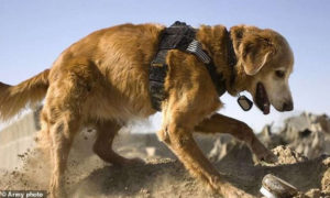 Perros robots podrían remplazar a canes rastreadores