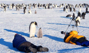 Rescatan a pingüinos durante una filmación