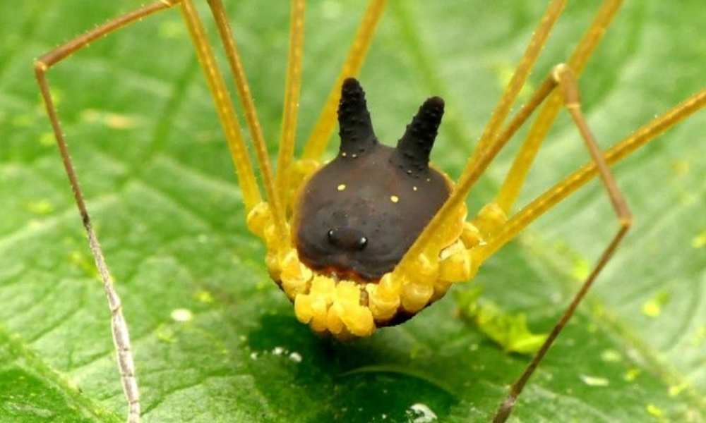 araña con cabeza de perro