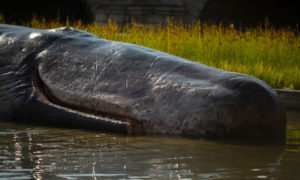 ballenas en Nueva Zelanda