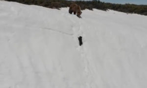 oso escala una pared de hielo