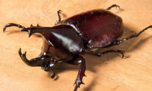primeros escarabajos momificados