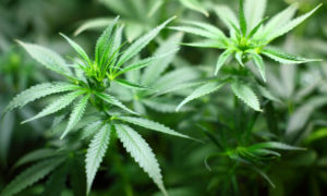productos con cannabis