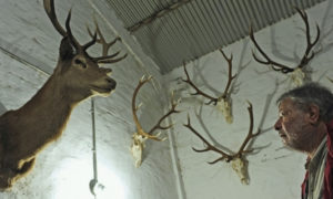 Cazador es condenado a ver ‘Bambi’