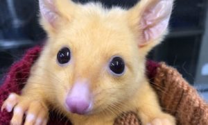 Pikachu en la vida real