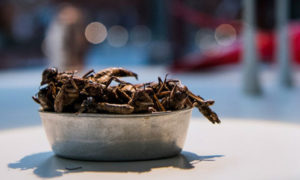 Museo de la Comida Asquerosa