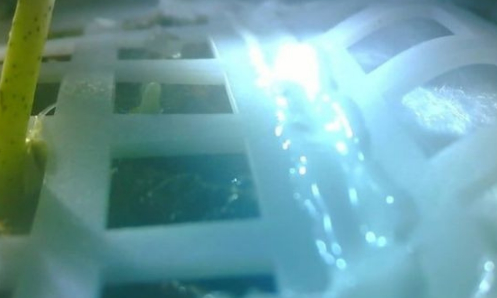 Plata que germinó en la Luna muere