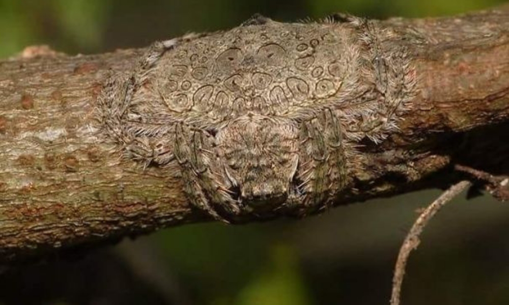Araña que se camufla en los árboles