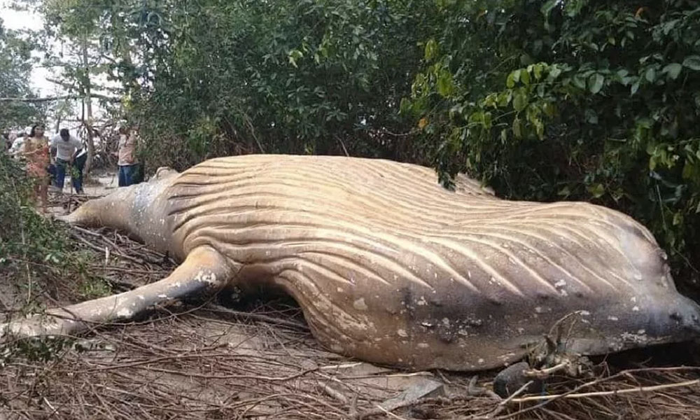 ballena jorobada en el Amazonas
