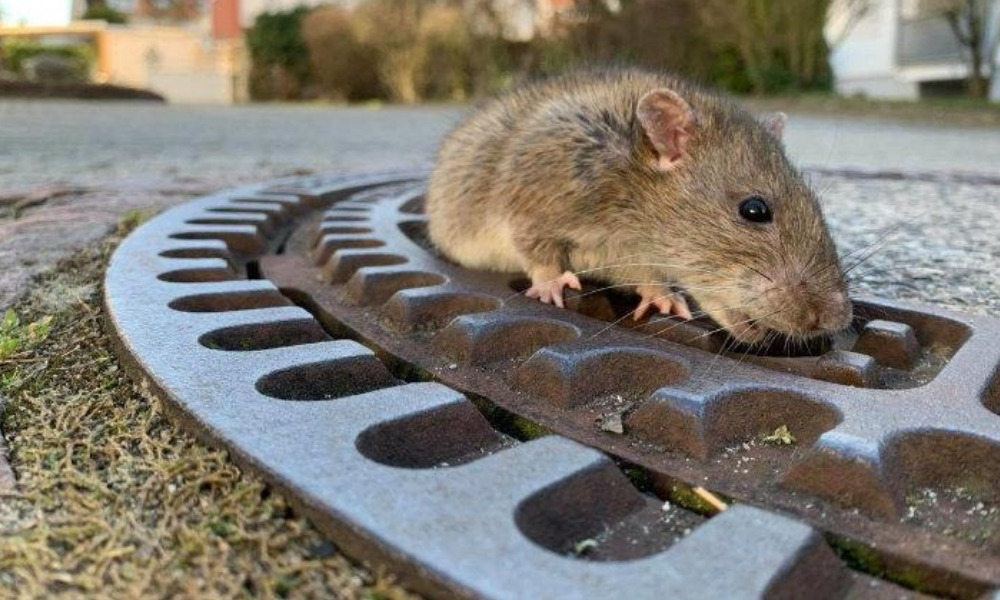 Rata quedó atrapada en alcantarilla