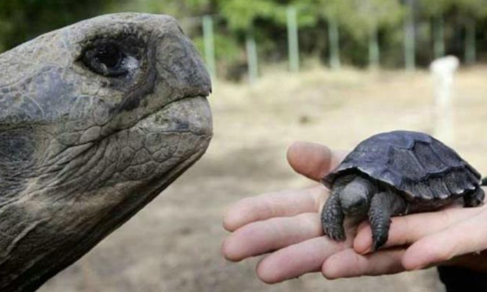 tortugas bebés en las Islas Galápagos