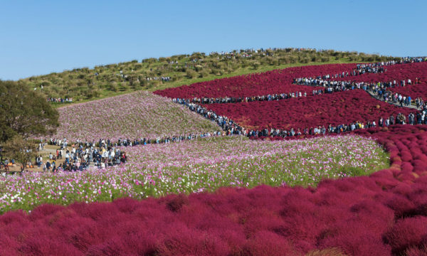 recibir la primavera en el mundo