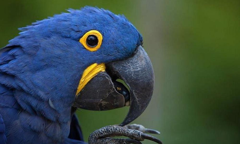 Nació cría de Guacamayo azul