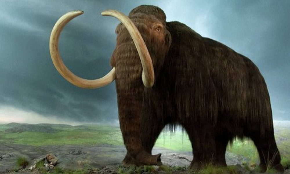 Reviven células de Mamut