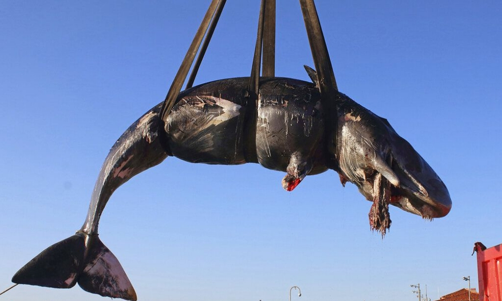 ballena muerta con mucho plástico en su interior-2