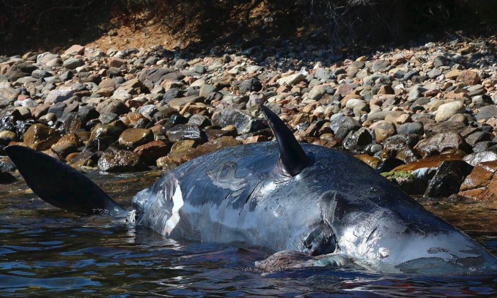 ballena muerta con mucho plástico en su interior
