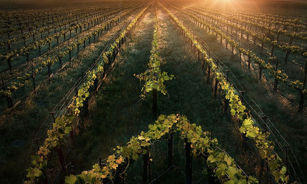 Teaser de 'Star Trek: Picard'