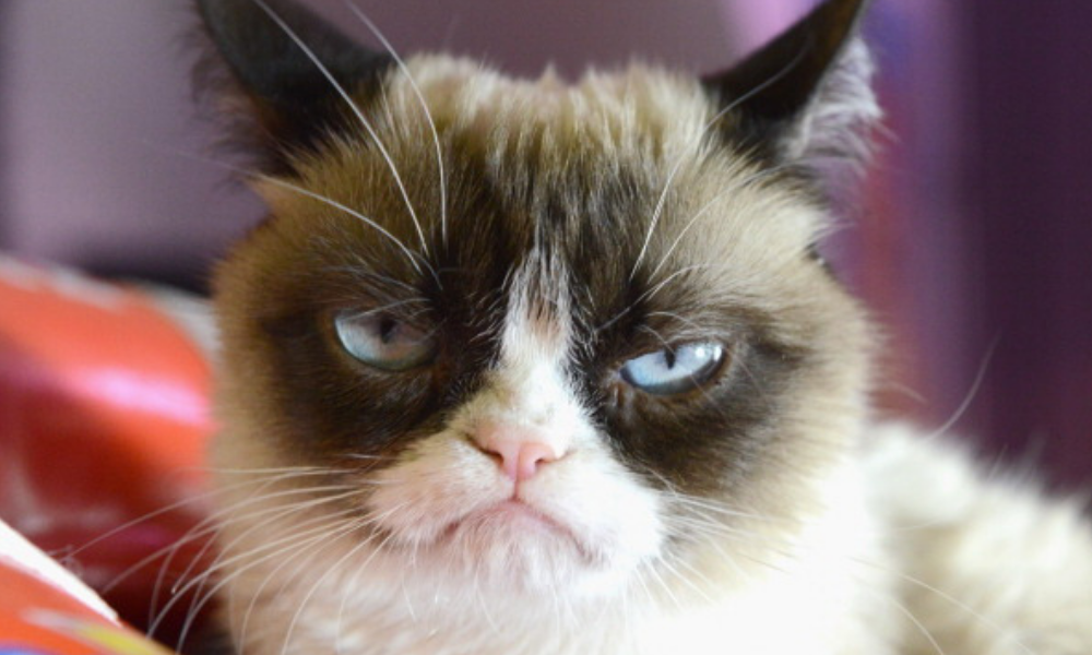 Falleció Grumpy Cat