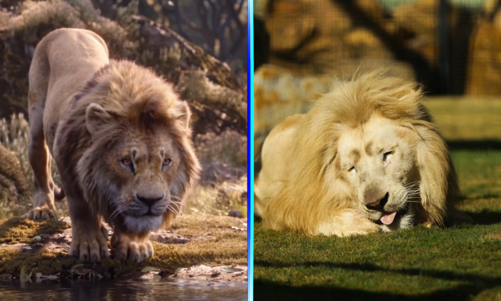 Zoológico tiene al 'elenco' de 'The Lion King'